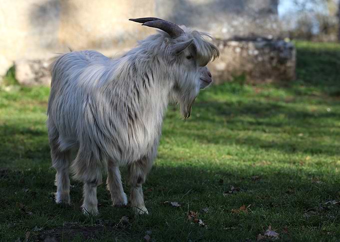 White Goat in Field