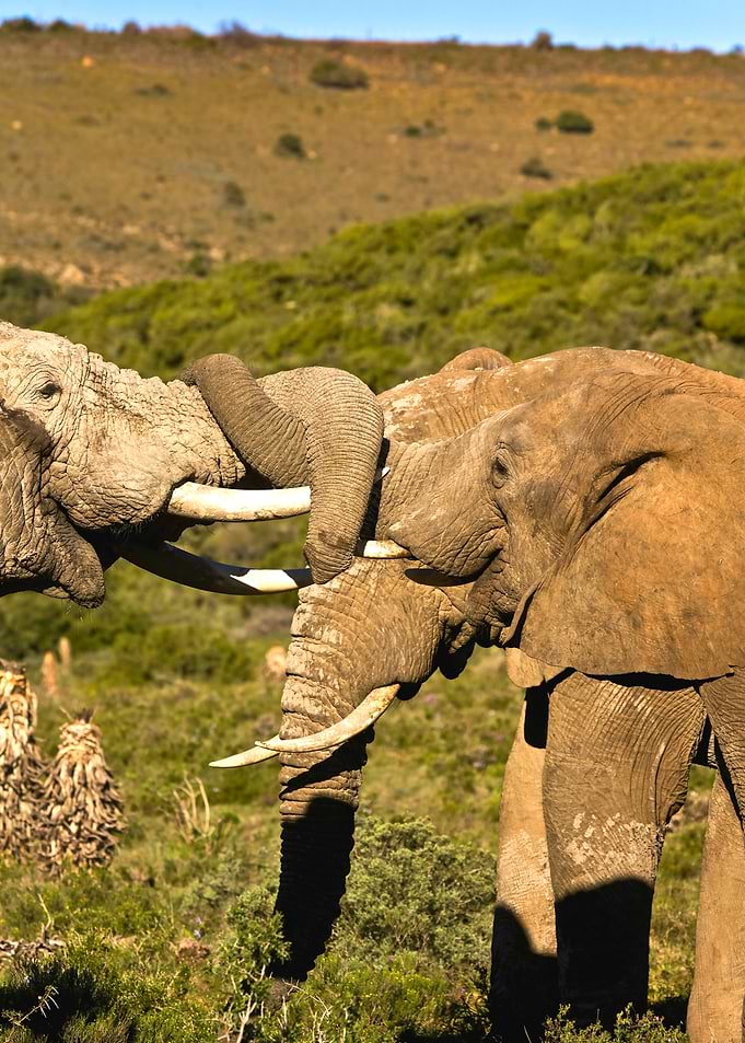 South Africa, Eastern Cape, Addo Elephant National Park, African Elephants