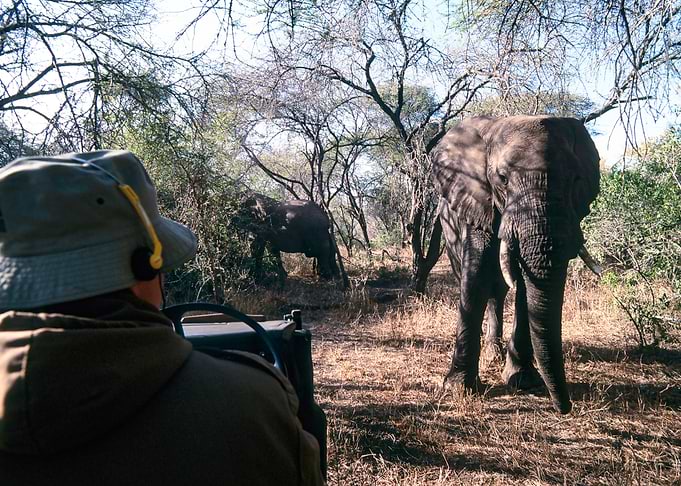 South Africa, Mpumalanga, Kruger National Park, African Elephant