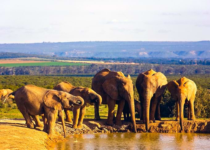 South Africa, Eastern Cape, Addo Elephant National Park, African Elephants