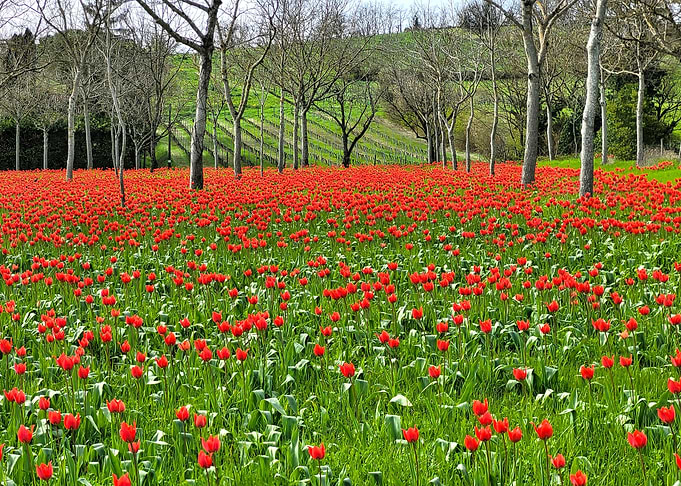 Red Tulip Field