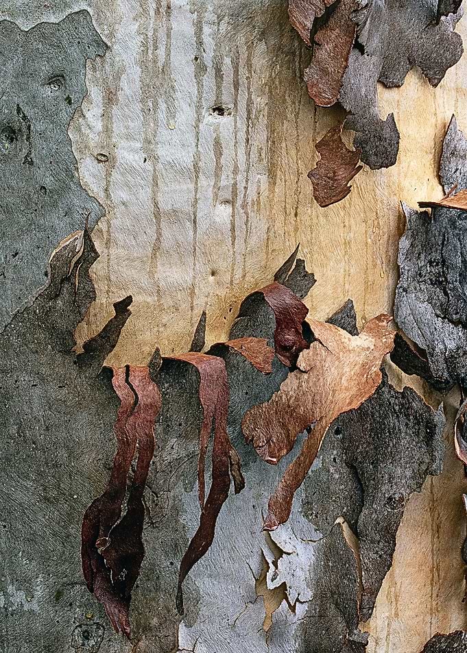 Tree Bark Texture abstract