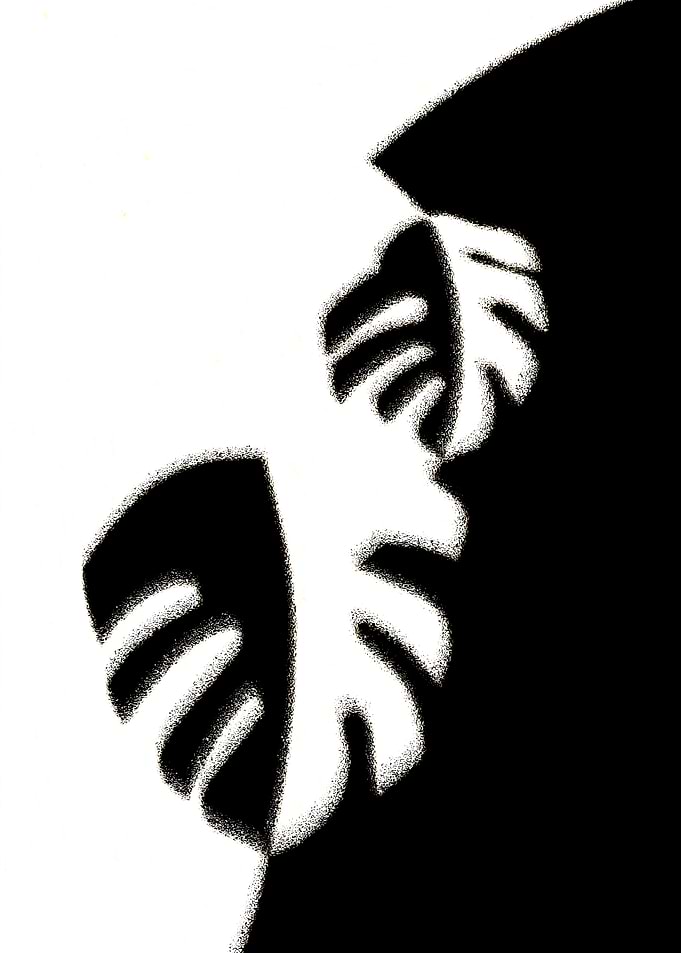 Black and White Monstera Leaf