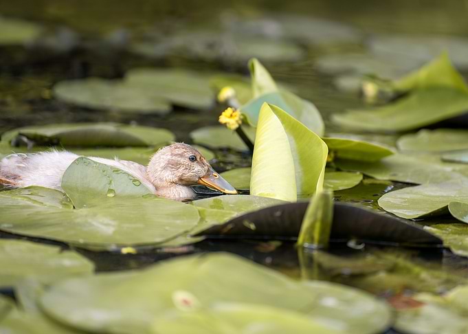 Duckling in a pond surrounded by Lily Pads