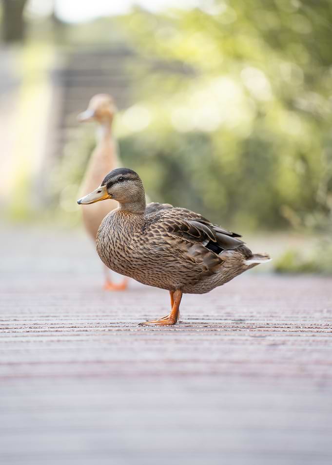 Duck on a Pathway