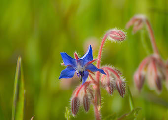 Blue Flower with Buds Bourrache