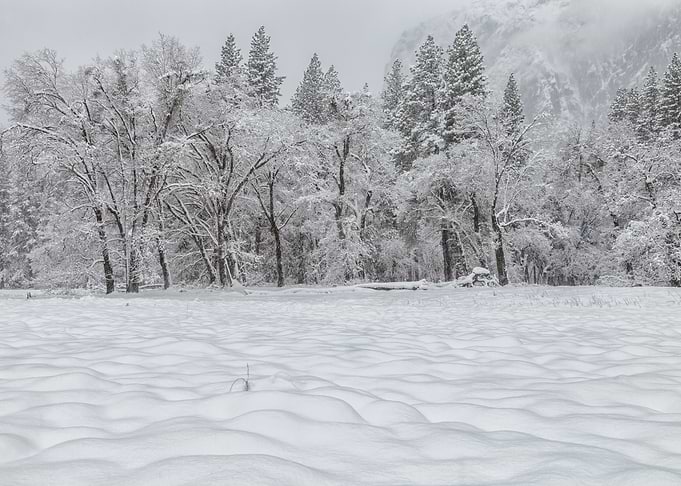 Snowy Forest Landscape