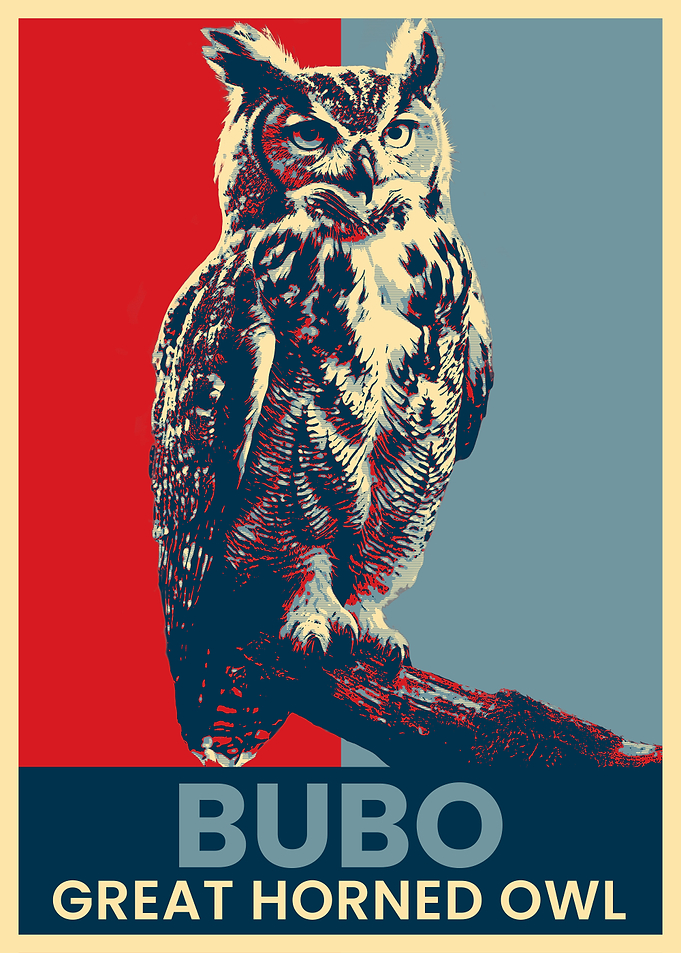 Great Horned Owl Poster