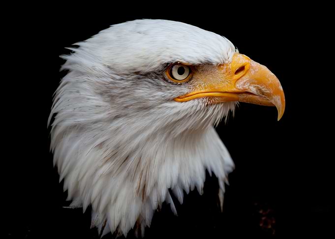 Eagle