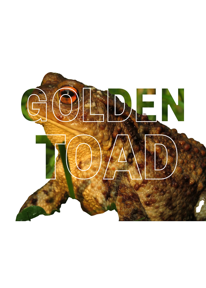Golden Toad Graphic