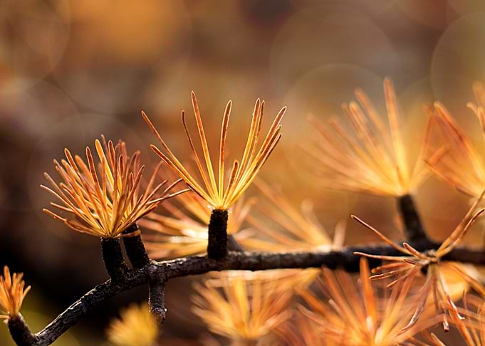Golden Pine Branch