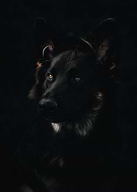 German Shepherd Portrait