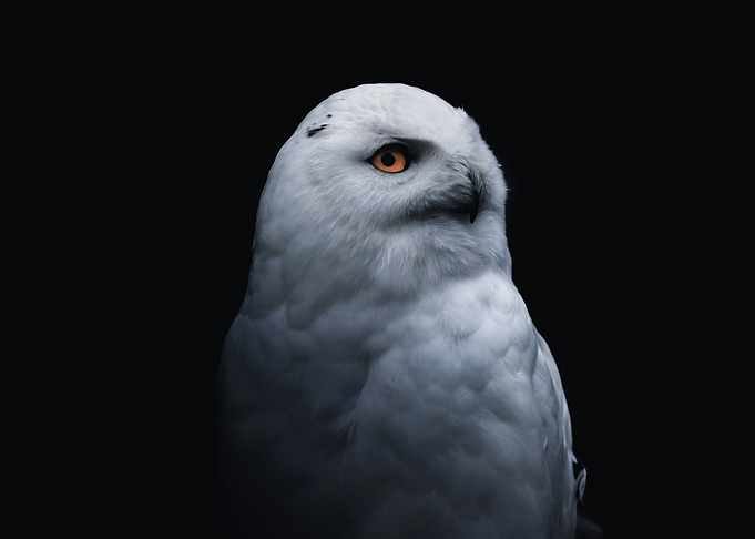 Snowy Owl Portrait