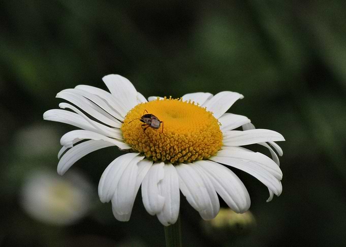 Daisy with Bug