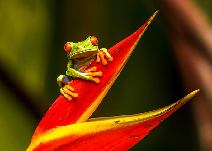 Red-Eyed Tree Frog on Flower
