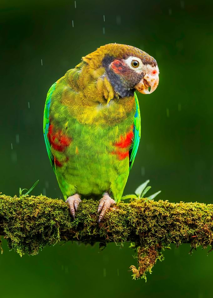 Green Parrot on Branch