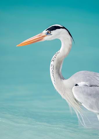 Grey Heron in Turquoise Water