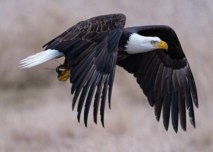 Bald Eagle in Flight