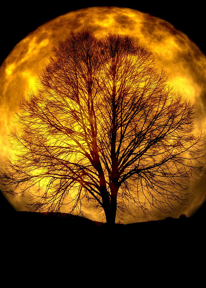 Silhouette Tree and Moon
