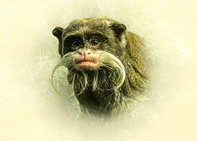 Emperor Tamarin