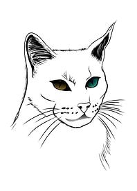 Cat with Heterochromia