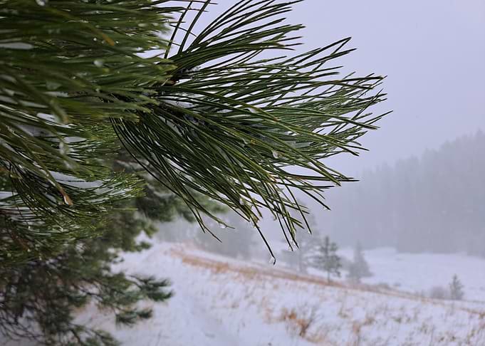 Pine Needle with Frozen Water Droplet