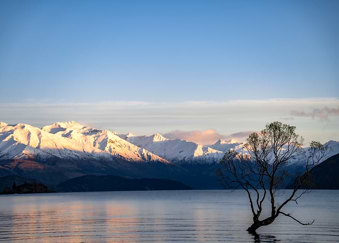 Wanaka Tree in Mountain Lake