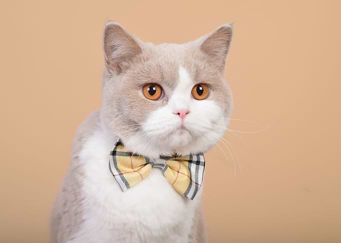 British short hair Cat in Bow Tie