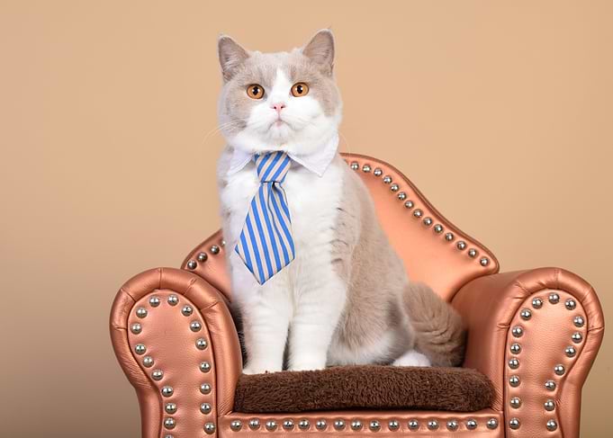 Cat British Short Hair with a tie on a couch