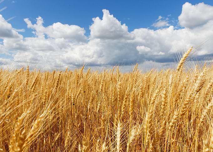 Golden Wheat Field