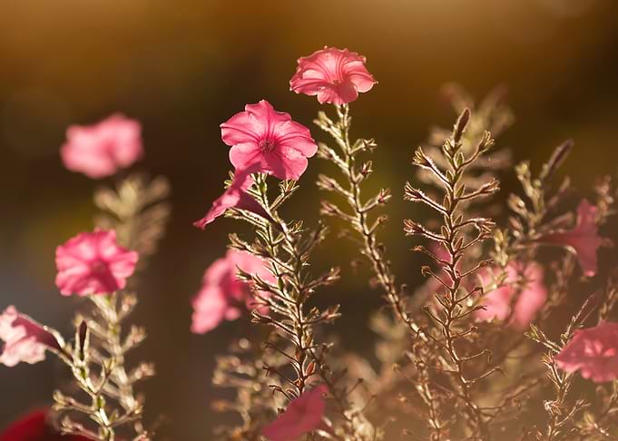 Pink Flowers in Sunlight
