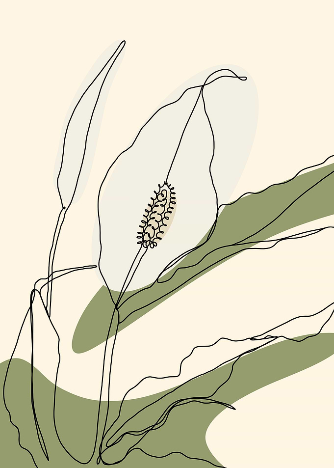 Peace Lily Line Art