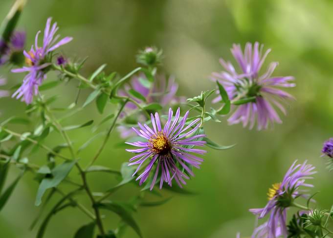 Purple Aster Flowers Blooming Closeup