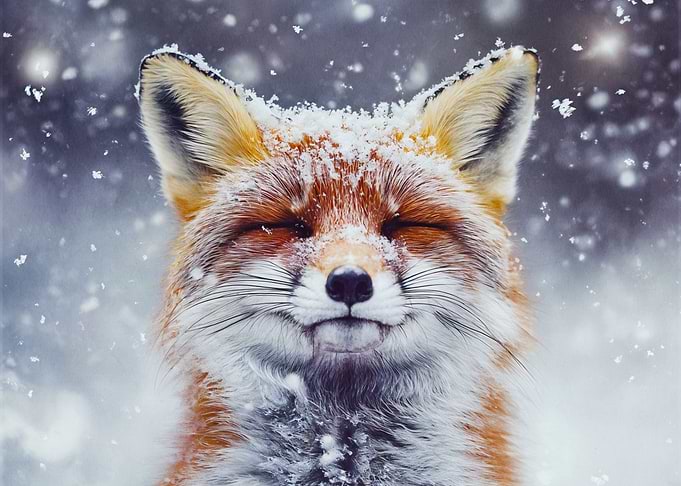 Fox in Snow