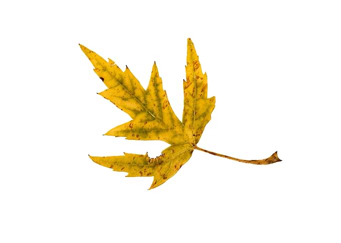 Yellow and Green Maple Leaf in Autumn