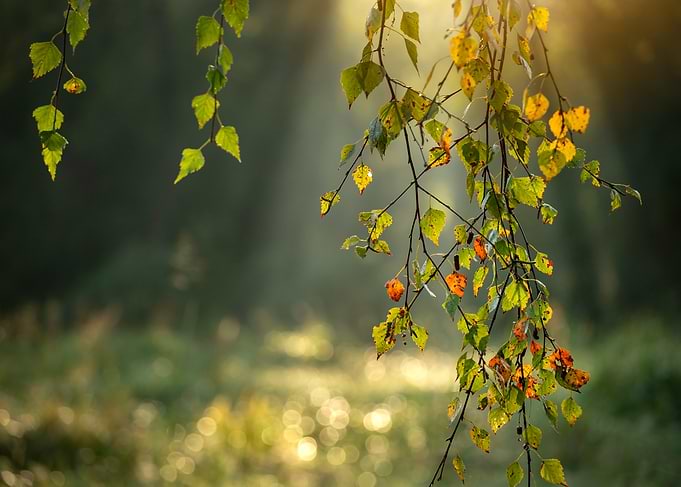 Autumn Birch Branch