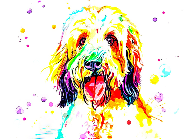 Briard