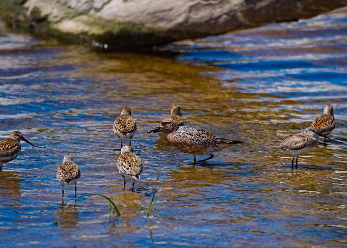 Shorebirds in Shallow Water