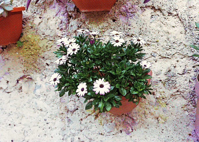 White Flowers in Pot