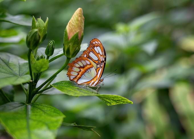 The Butterfly