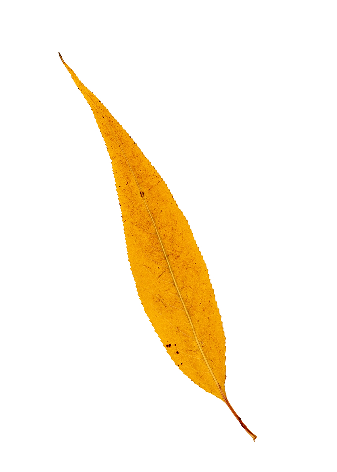 Single Yellow Willow Leaf