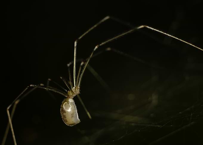 Spider in Web