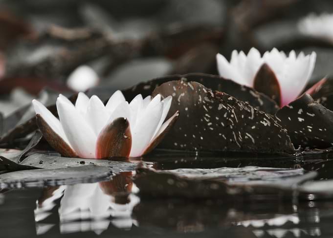 Water Lily Bloom