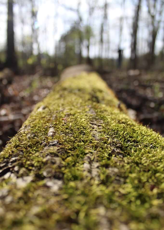 Moss Covered Log
