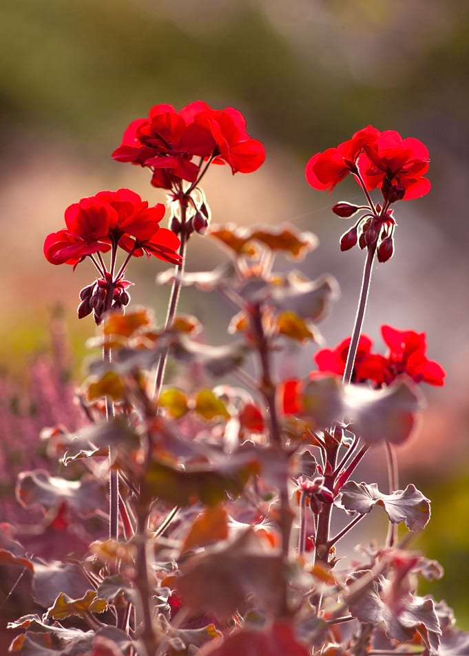 Red Geranium Flowers