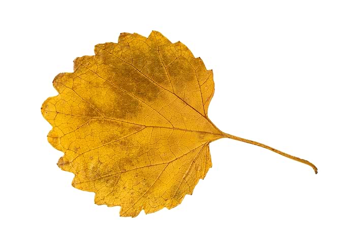 Yellow Aspen Autumn Leaf