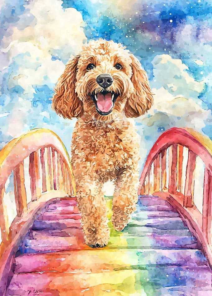 Labradoodle Rainbow Bridge