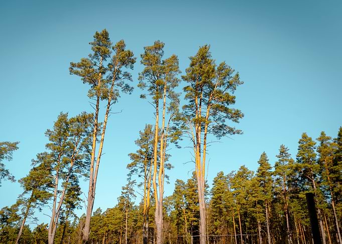 Tall Pines Against Blue Sky