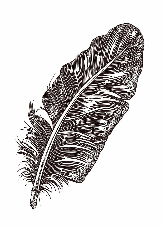 Detailed Feather Illustration