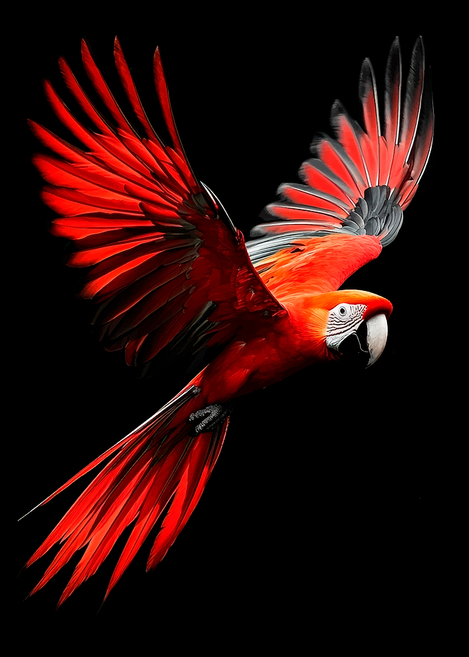 Scarlet Macaw in Flight